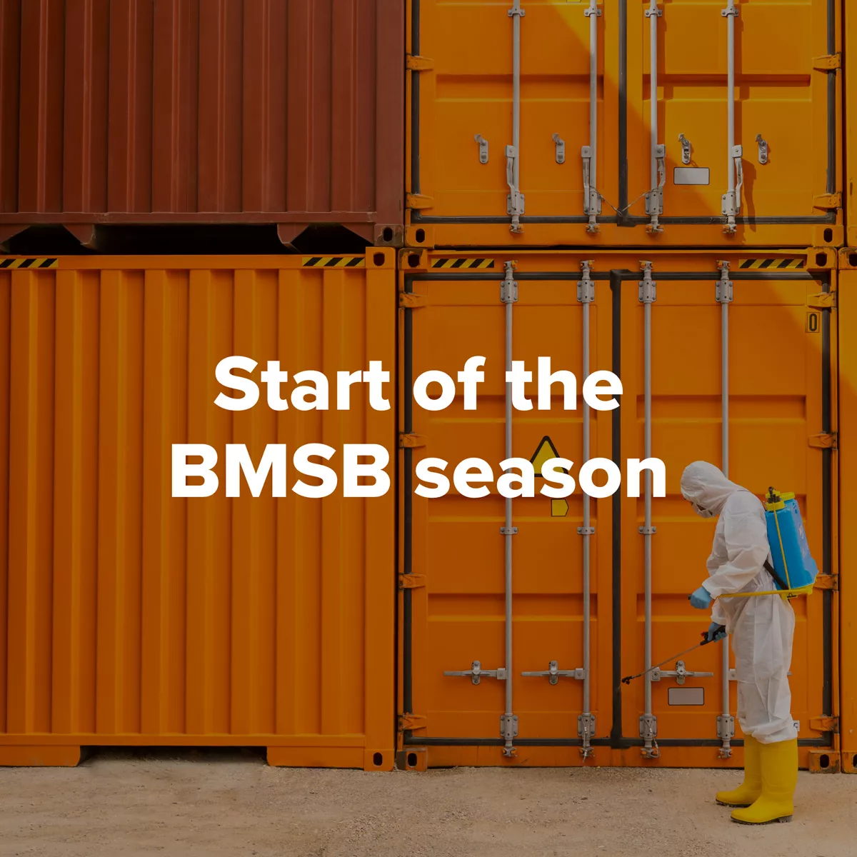 Start of BMSB season